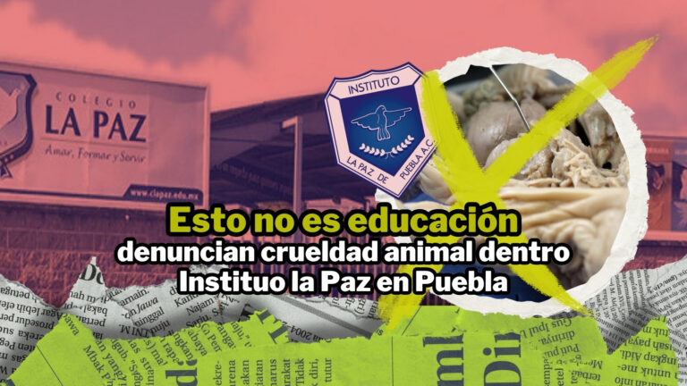 NPI noticias 2026