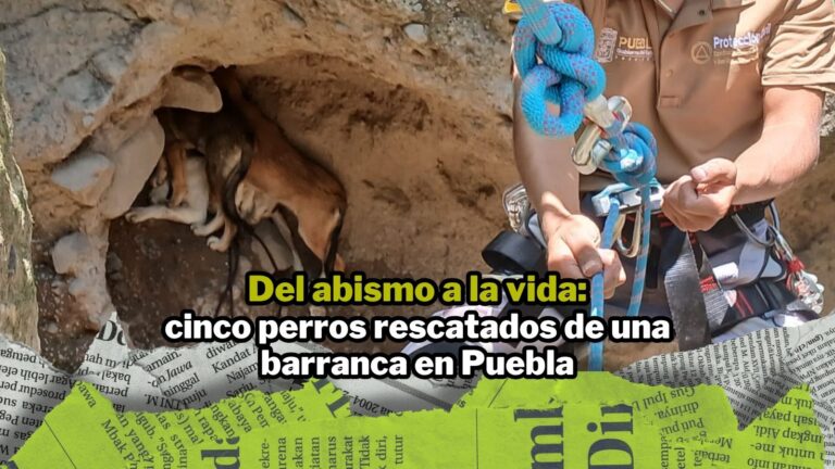 NPI noticias 2026