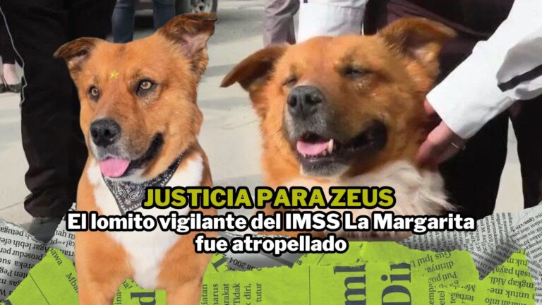 NPI noticias 2026