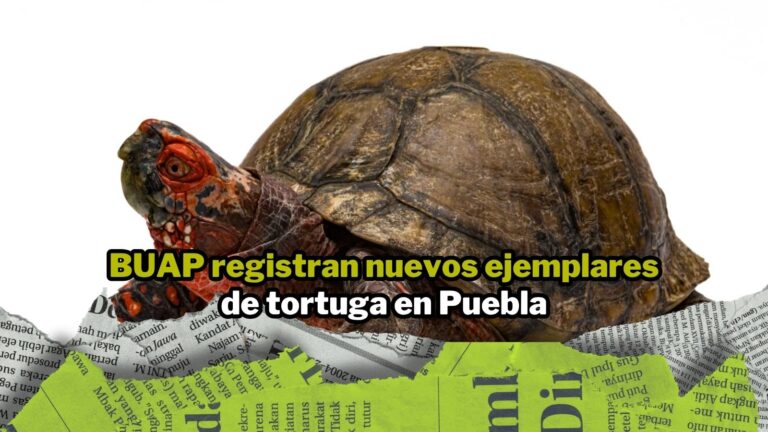 NPI noticias 2026 (26)